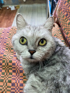 Кошка Барса приют Беригиня