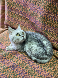 Кошка Барса приют Беригиня