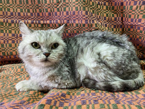 Кошка Барса приют Беригиня