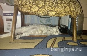 Кошка Барса приют Беригиня