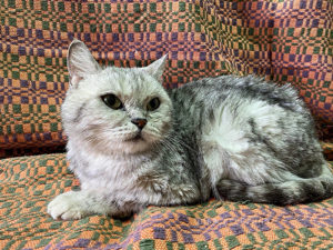 Кошка Барса приют Беригиня