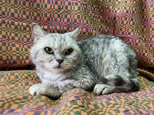 Кошка Барса приют Беригиня