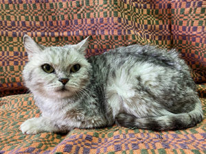 Кошка Барса приют Беригиня