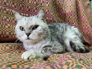 Кошка Барса приют Беригиня