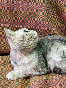 Кошка Барса приют Беригиня