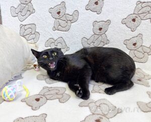 Кошка Баяр приют Беригиня
