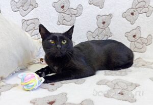 Кошка Баяр приют Беригиня