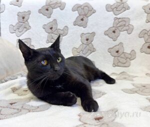 Кошка Баяр приют Беригиня