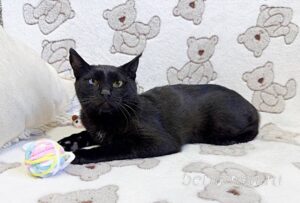 Кошка Баяр приют Беригиня