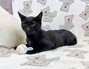 Кошка Баяр приют Беригиня