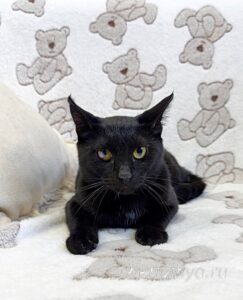 Кошка Баяр приют Беригиня