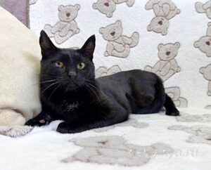 Кошка Баяр приют Беригиня