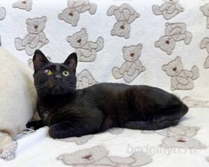 Кошка Баяр приют Беригиня