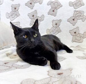 Кошка Баяр приют Беригиня