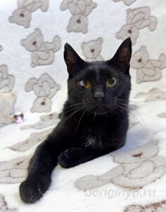Кошка Баяр приют Беригиня