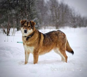 Собака Бэлла приют Беригиня