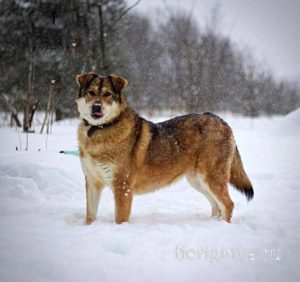 Собака Бэлла приют Беригиня