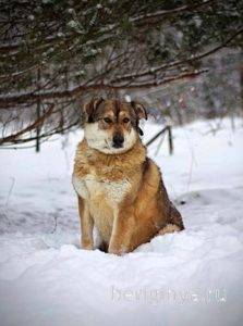 Собака Бэлла приют Беригиня