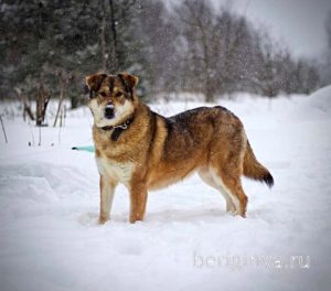Собака Бэлла приют Беригиня