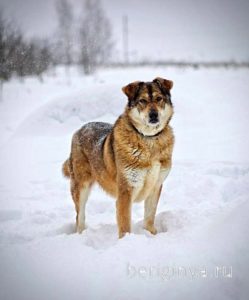Собака Бэлла приют Беригиня