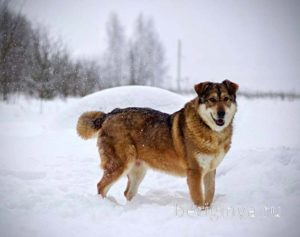 Собака Бэлла приют Беригиня