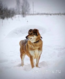 Собака Бэлла приют Беригиня