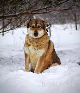 Собака Бэлла приют Беригиня