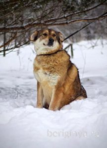 Собака Бэлла приют Беригиня