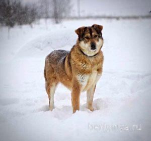 Собака Бэлла приют Беригиня