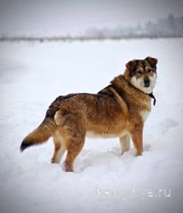Собака Бэлла приют Беригиня