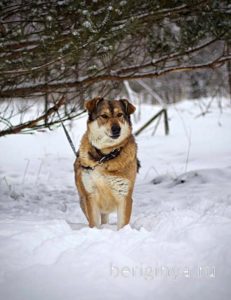 Собака Бэлла приют Беригиня