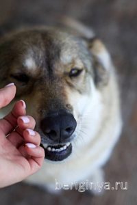 Собака Бэлла приют Беригиня