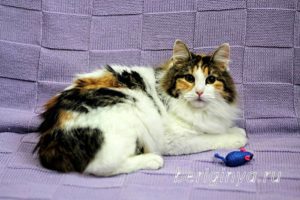Кошка Белянка приют Беригиня