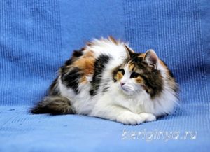 Кошка Белянка приют Беригиня