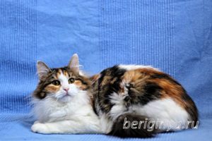 Кошка Белянка приют Беригиня