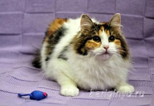Кошка Белянка приют Беригиня