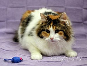 Кошка Белянка приют Беригиня
