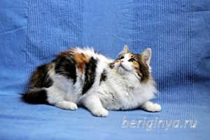 Кошка Белянка приют Беригиня