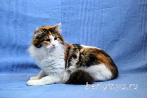 Кошка Белянка приют Беригиня