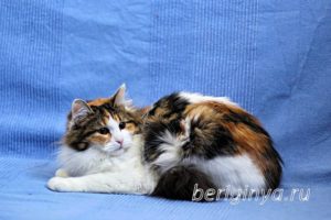 Кошка Белянка приют Беригиня