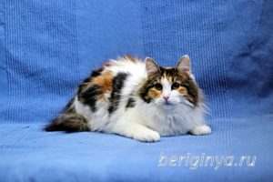 Кошка Белянка приют Беригиня