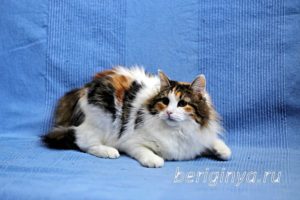 Кошка Белянка приют Беригиня