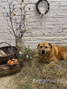 Собака Бокс приют Беригиня