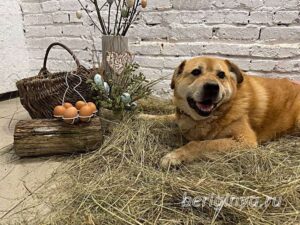 Собака Бокс приют Беригиня