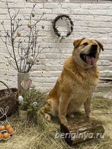 Собака Бокс приют Беригиня