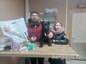 Собака Бренди приют Беригиня
