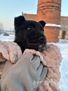Собака Бренди приют Беригиня