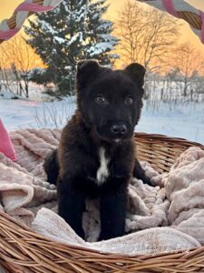 Собака Бренди приют Беригиня