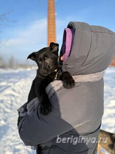 Собака Брют приют Беригиня