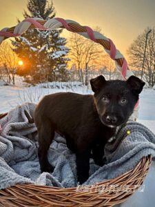 Собака Брют приют Беригиня